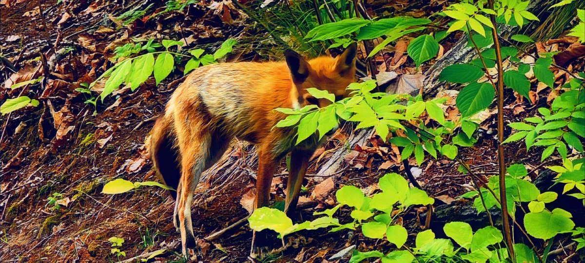 tt_eru's tweet image. #Mysteriousobject
#fox
#pond
#謎の物体
#キツネ
#池
#写真で伝える私の世界 
#写真好きな人と繫がりたい 
#ファインダー越しの私の世界