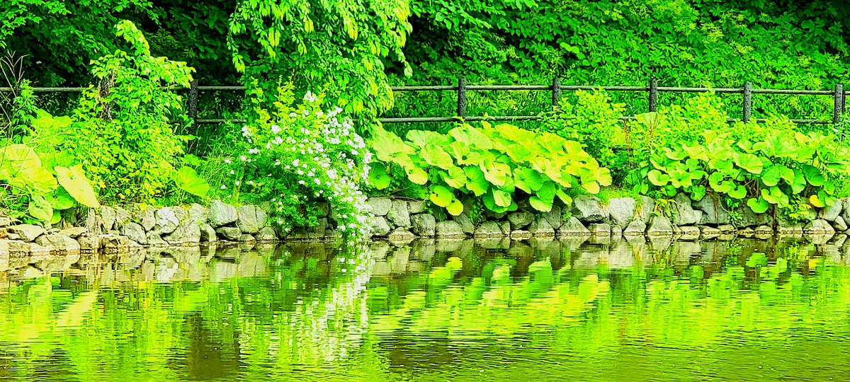 tt_eru's tweet image. #Mysteriousobject
#fox
#pond
#謎の物体
#キツネ
#池
#写真で伝える私の世界 
#写真好きな人と繫がりたい 
#ファインダー越しの私の世界