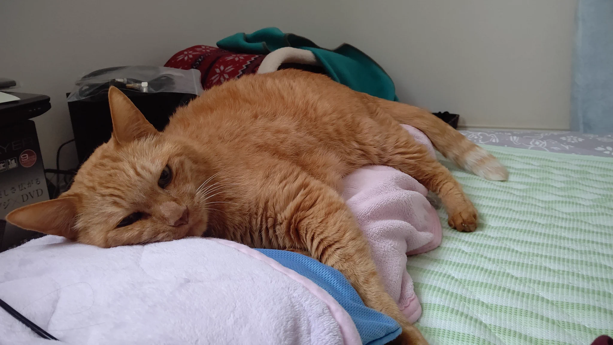 @ponpon_2501 枕カバーやシーツ交換すると一番に寝るのは猫… 