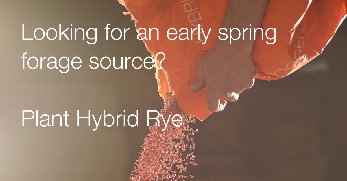 KWS US Hybrid Rye tweet media