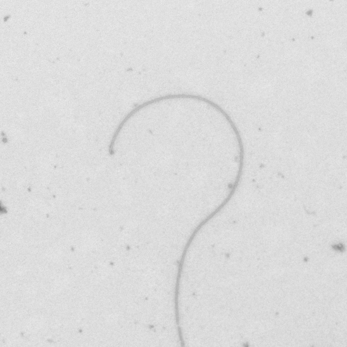 EMhistology's tweet image. ? #? #questionmark #electronmicroscopy #transmissionelectronmicroscopy #TEM #bacteria #flagellum