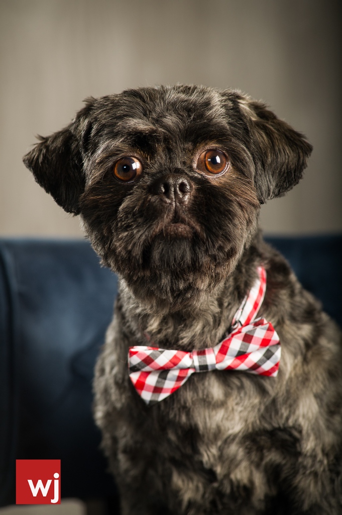 Wobarr's tweet photo. #throwbackthursday to Smith's photo session.  One of the sweetest and cutest.  Does your dog need his own customized photo session?  Give me a shout.

#2019MusicCityDog #nashvilledogs #dogsinnashville https://t.co/mgMlKKRksT