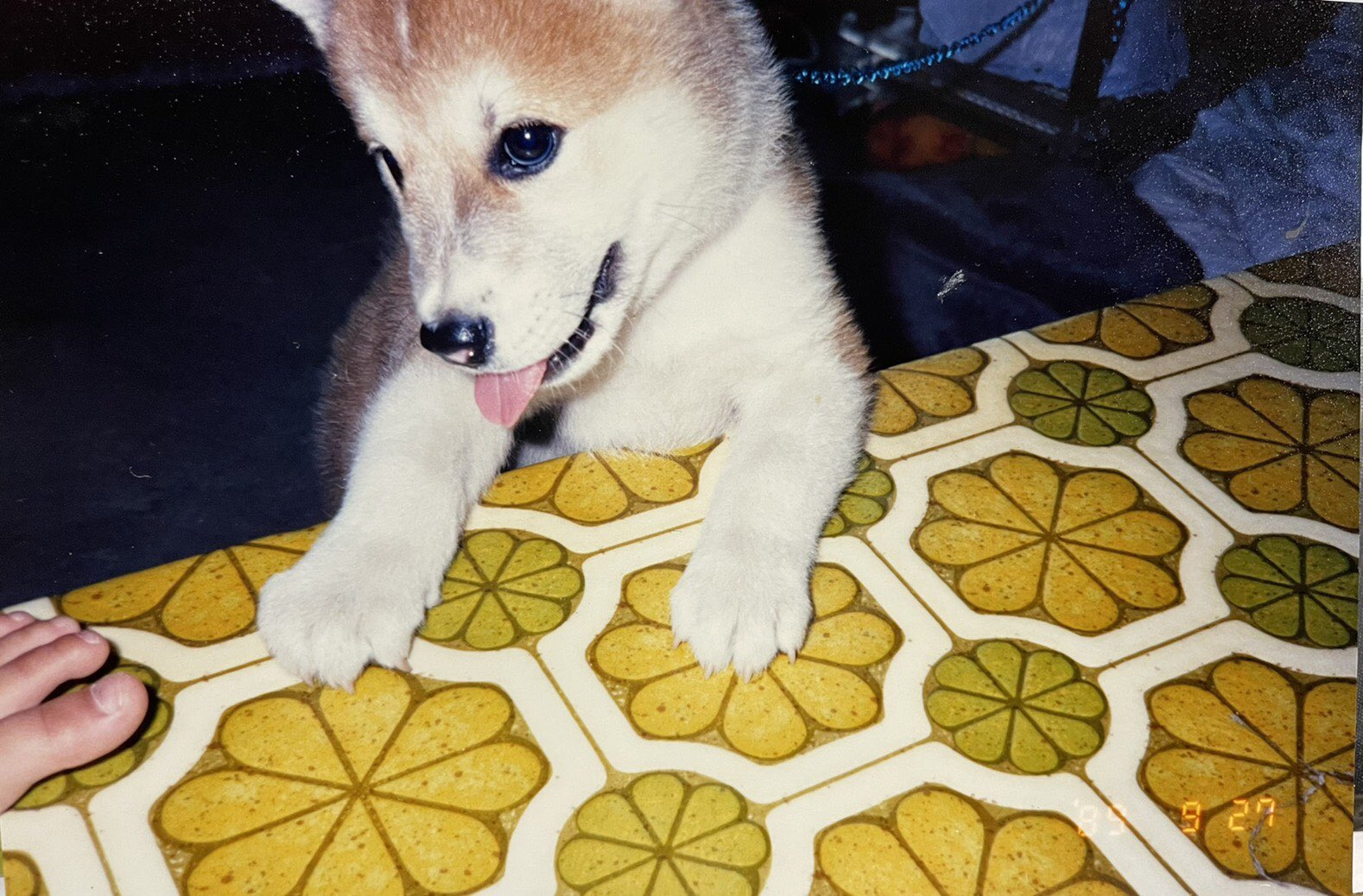 ち く 和 知人からかつて飼っていたという犬の自慢写真が送られてきたが これ 人面犬 なのでは Iphoneでもピープル判定されてる 2才の頃に何者かに誘拐されてしまったそうです T Co R2k96srs8p Twitter