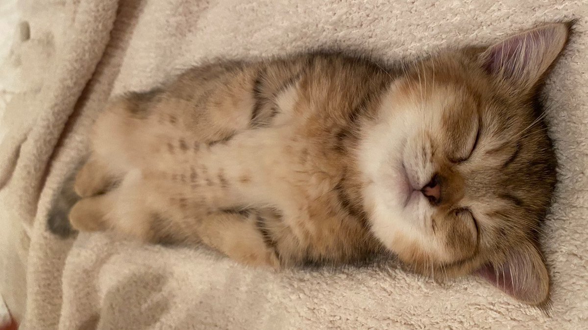 しらす にぼし 短足マンチカン姉妹 全国の猫好きにこの可愛さをシェアしたい 鼻血が出るほどかわいい寝方をしてくれた子猫がこちらです