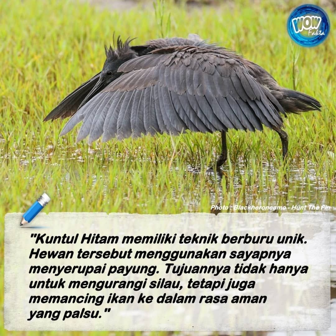 Tidak heran, jika kemudian mendapat julukan ‘Canopy Feeding’. Sebab teknologi #berburu yang digunakan oleh bangau hitam menjadi salah satu yang paling licik yang diamati di alam liar. #Burung ini berjalan...⤵️
.
instagram.com/p/CPNaCvgrDDD/…
.
.