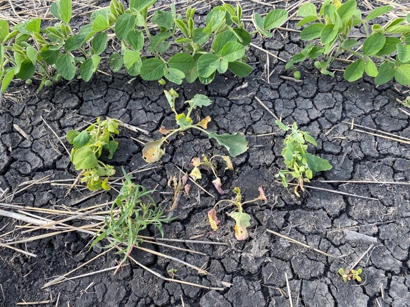 rempel_shawn's tweet image. @EnlistOnline kicking @$$ and taking names in this field of #ElmoE3 in Altona. @CameronHild knows how to #keepemclean! @Prograin_inc