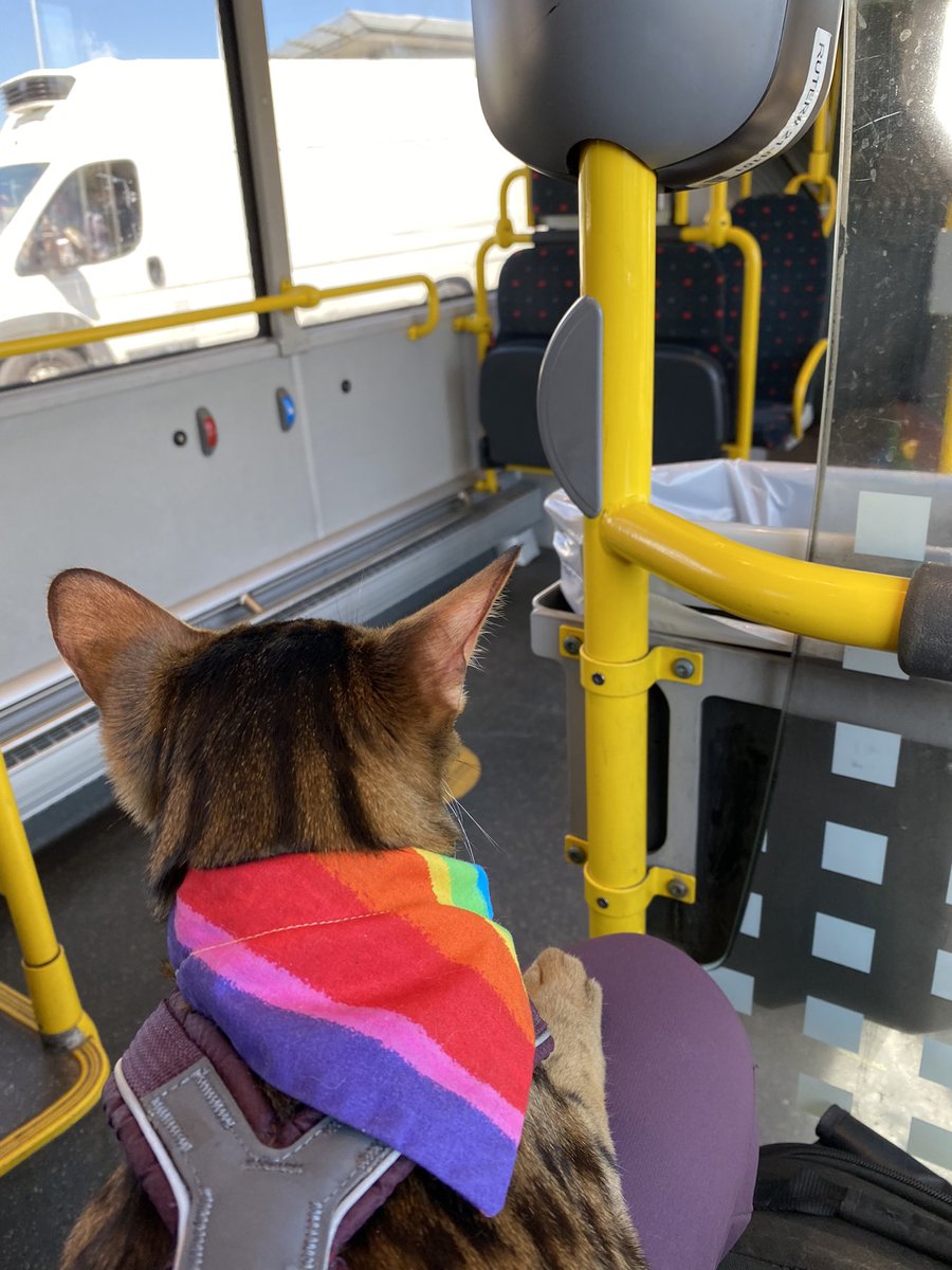 evraelthecat's tweet photo. On the way to … somewhere, I guess?🙀

I think some teenage boys were trying to make fun and said I’m a strange dog. “But at least he’s sitting well”, anofur said. 

Had to show them and come immeowdiately when myowm called to get on the bus, too 😼🐾🐆 #CatsOfTwitter https://t.co/5wqJPeD21W