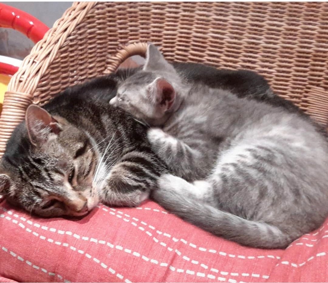Mistrigf's tweet photo. Snuggle time for #Indie and #Fizzi #CatsOfTwitter https://t.co/5DDRxqy2MZ