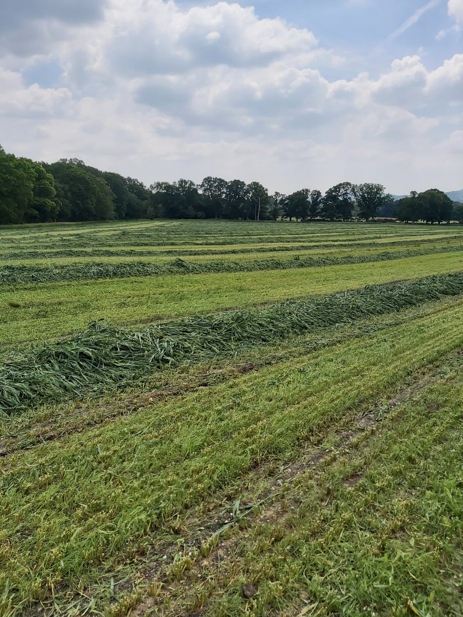 Spring oats undersown with grass on April 7th. Should be a bulky crop for the clamp. #organicfarming #dairy