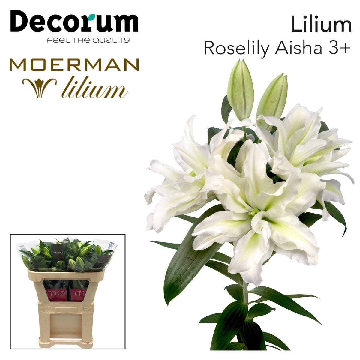 Moermanlilium tweet media