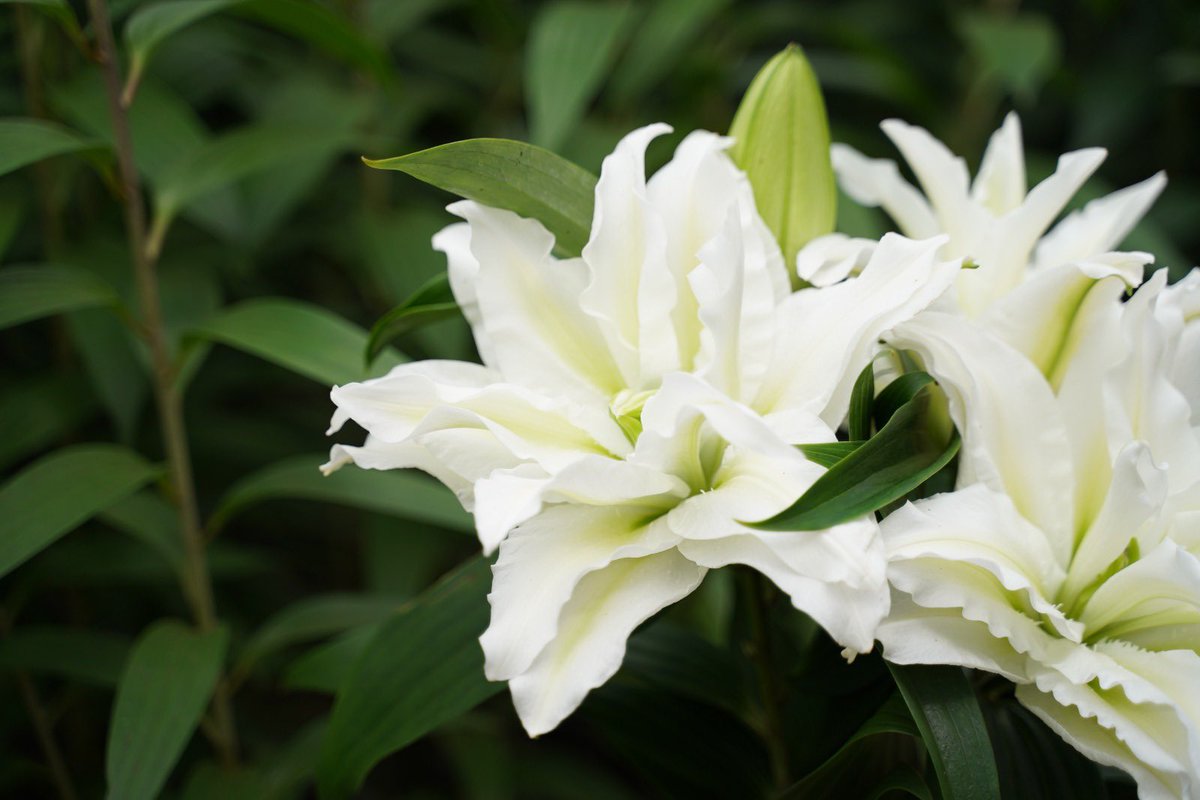 Moermanlilium tweet media