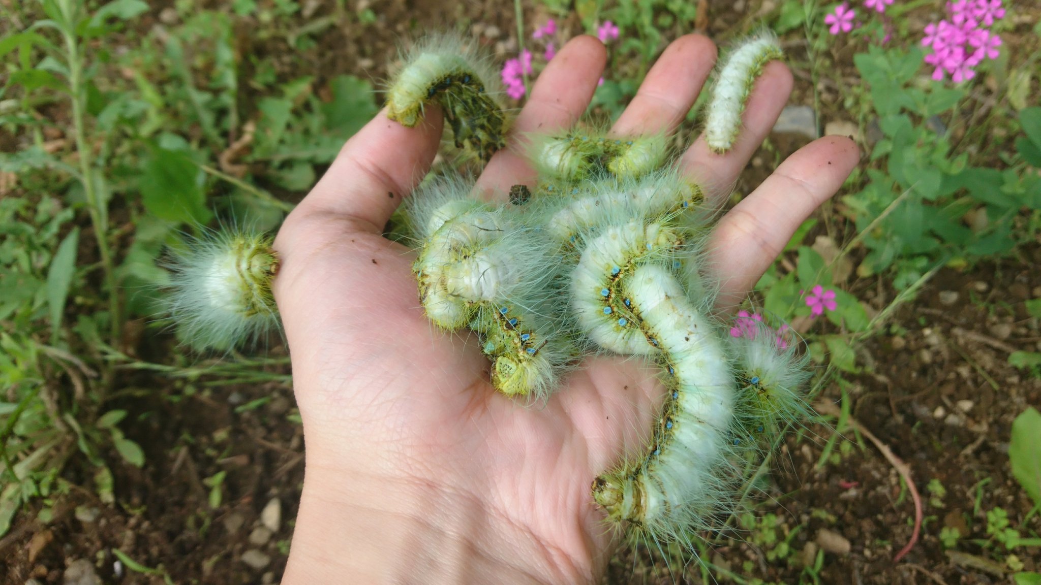 おーちゃん 昆虫採集の神様 白い毛虫が大量にいました T Co Dg50qbqxik Twitter