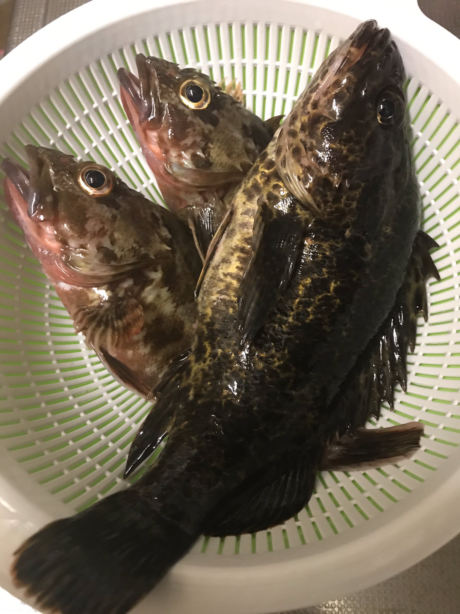 Coco Auf Twitter ふー帰宅 トラワガことタケノコメバル24cm カサゴのが小さく見える 次の目標は30cm あとクロソイ T Co Oulfdew05p Twitter