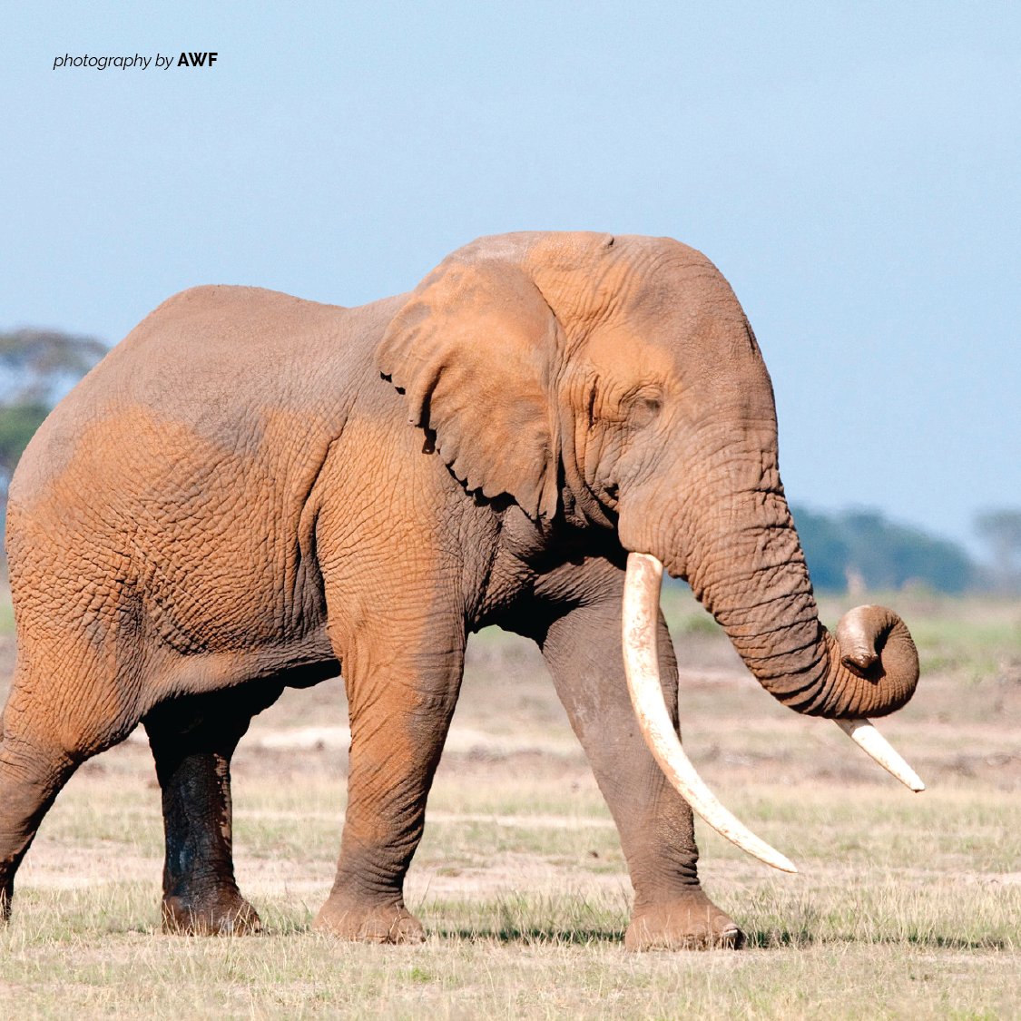 AWF_Official's tweet photo. AWF works with communities in Northern Zimbabwe to plant chilli peppers so as to ward off elephants - an excellent strategy to curb human-elephant conflict in the region. #AWFCommunities https://t.co/uKGD72tk90 https://t.co/FuLgtb1F2X