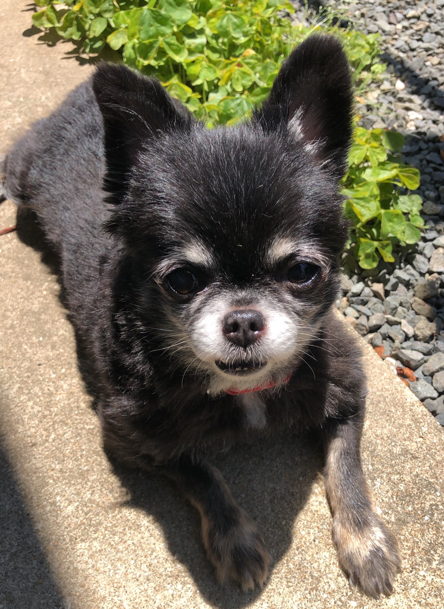 Body Jewelry S H O W 福岡県でボディージュエリー カバー 迷子犬 探しています 見かけた方お知らせください 6 24 16 40頃からいなくなりました 警察にも届けています チワワ メス 黒 口元が白い 目が赤く光る チワワの中でも小型 遠賀郡 鞍手郡
