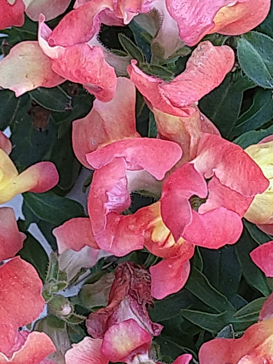 yamabiko1208's tweet image. 金魚草
今日もありがとうございました。感染防止対策してくださいませ。
コロナ禍に付き営業時間がかわります。ご迷惑をおかけいたします。出来ましたら電話にてご確認頂けますと助かります。＃手打ちそばやまびこ
＃越谷レイクタウン　＃そば