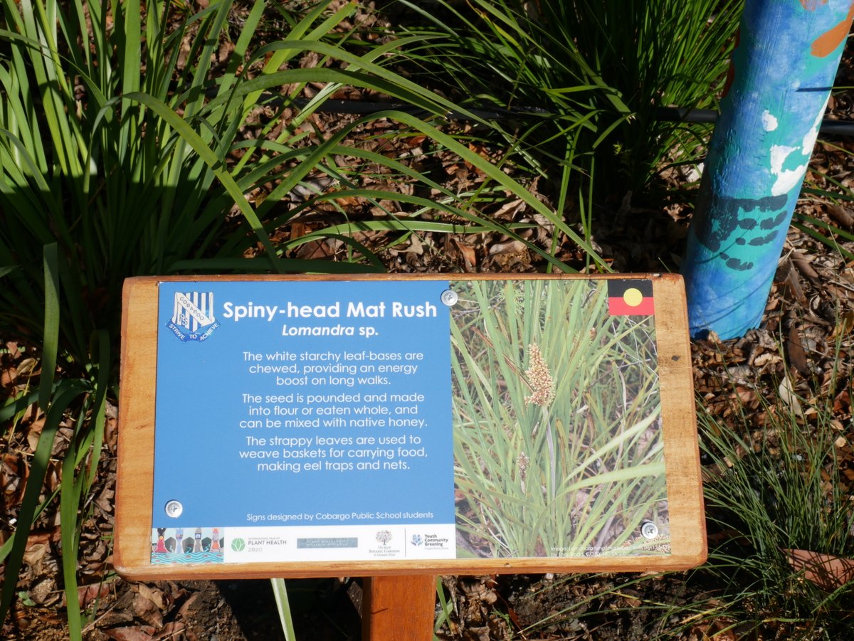 Hort_Au's tweet photo. Last week, we attended the official opening of the Native Bush Tucker Garden at Cobargo Public School. We hope the garden reminds the community about the importance of caring for plants and that Australians are thinking of them across the country. @BiosecurityRDE https://t.co/okRaC66D77