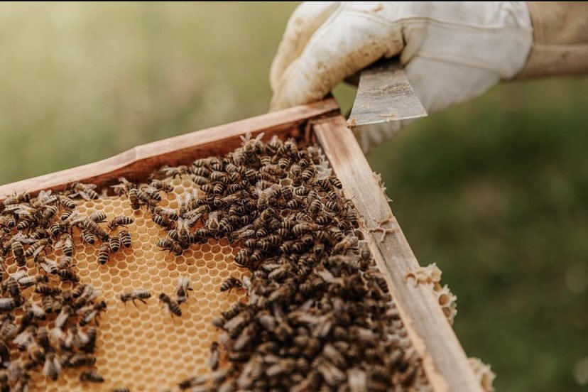 New Episode! Our honeybee populations are declining at an alarming rate. With many environmental reasons at play and companies’ actions not looking too great, conspiracists can’t help but wonder if they are  purposely trying to get rid of the bees. Linktr.ee/Curlyconspirac…