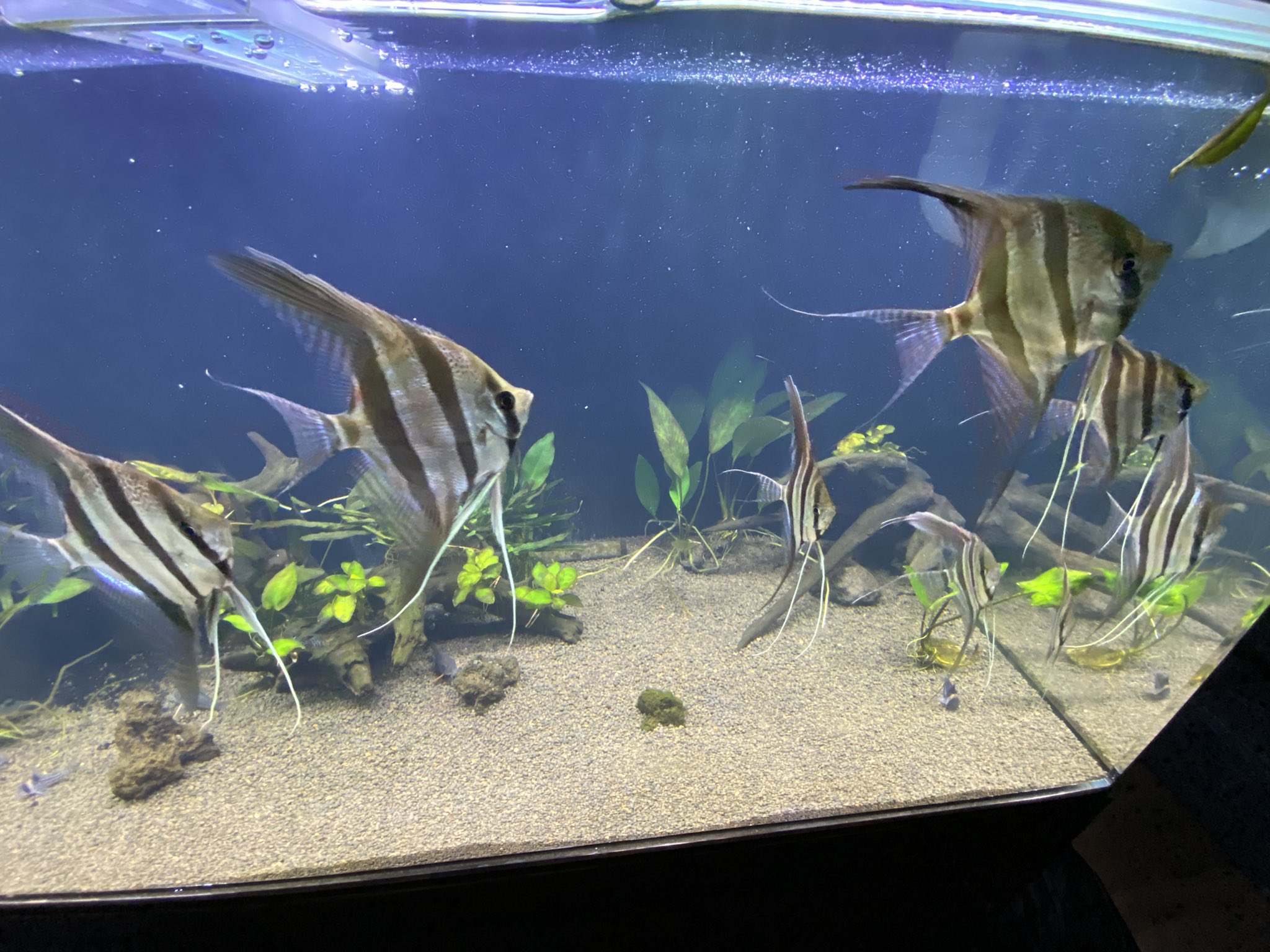 アルタムイチキング アルタムエンゼルって水草食べる アルタムエンゼル コリドラス コルレア ステルバイ アクアリウム アクリル水槽 上部フィルター 水草 コケまみれ T Co 4qnxey3uuk Twitter