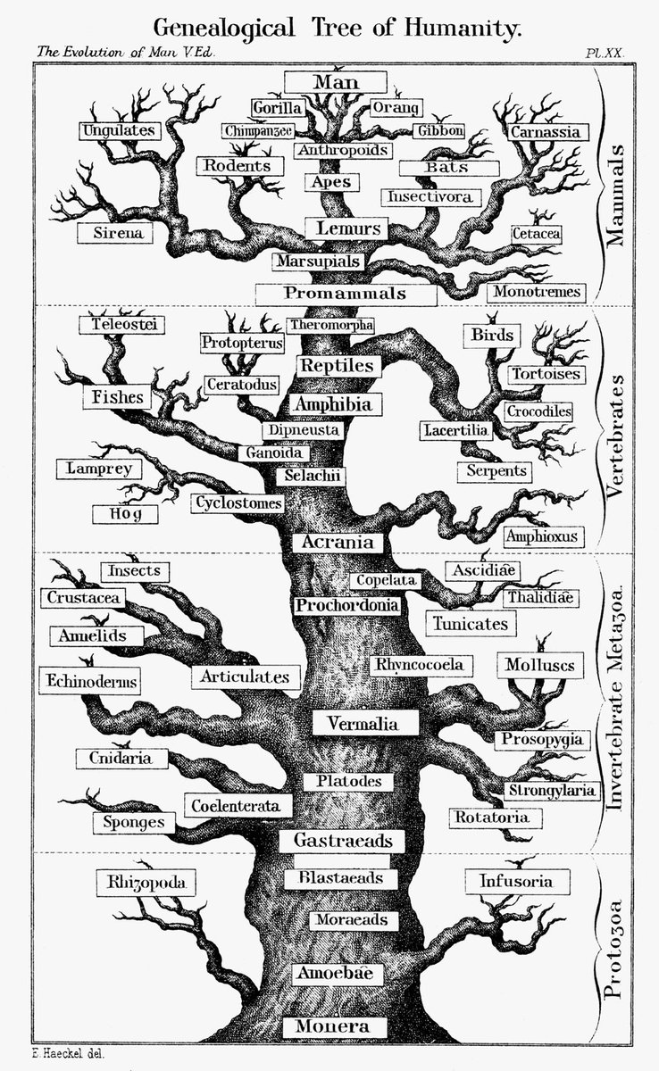 MrEwanMorrison's tweet image. The Tree of life. Haeckel's Paleontological Tree of Vertebrates (1879), in describes the evolutionary history of all species is seen as a "tree" with many branches. An outdated idea scientifically, but  - as a metaphor - it has its roots deep in many religions.