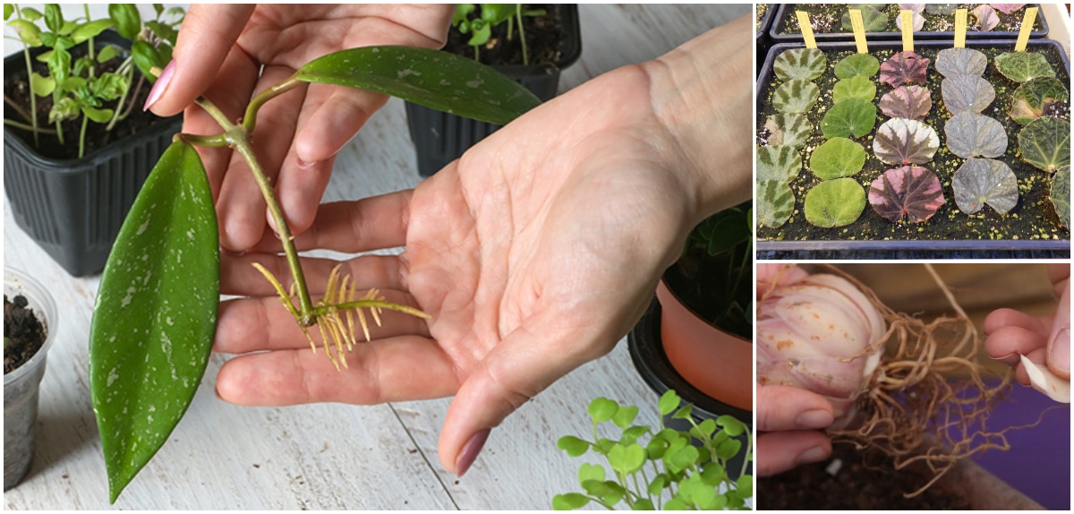 Como hacer Esquejes Paso a Paso (todos los tipos) - is.gd/wn8dsh #JardineríaBásica