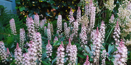 Een sombere schaduwtuin helemaal opfrissen? Geen enkel probleem! Swipe voor de oude tuin ➡️

Onze klant vroeg om de tuin om de verharding te vervangen voor wild groen. Ook moest de tuin mee veranderen met het seizoen. 

#terras #garden #tuinontwerp #gardendesign #tuindesign