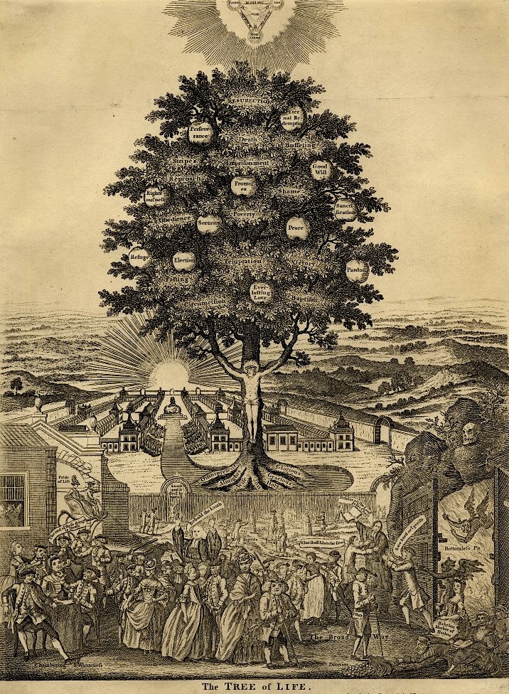 MrEwanMorrison's tweet image. The Tree of life. Haeckel's Paleontological Tree of Vertebrates (1879), in describes the evolutionary history of all species is seen as a "tree" with many branches. An outdated idea scientifically, but  - as a metaphor - it has its roots deep in many religions.