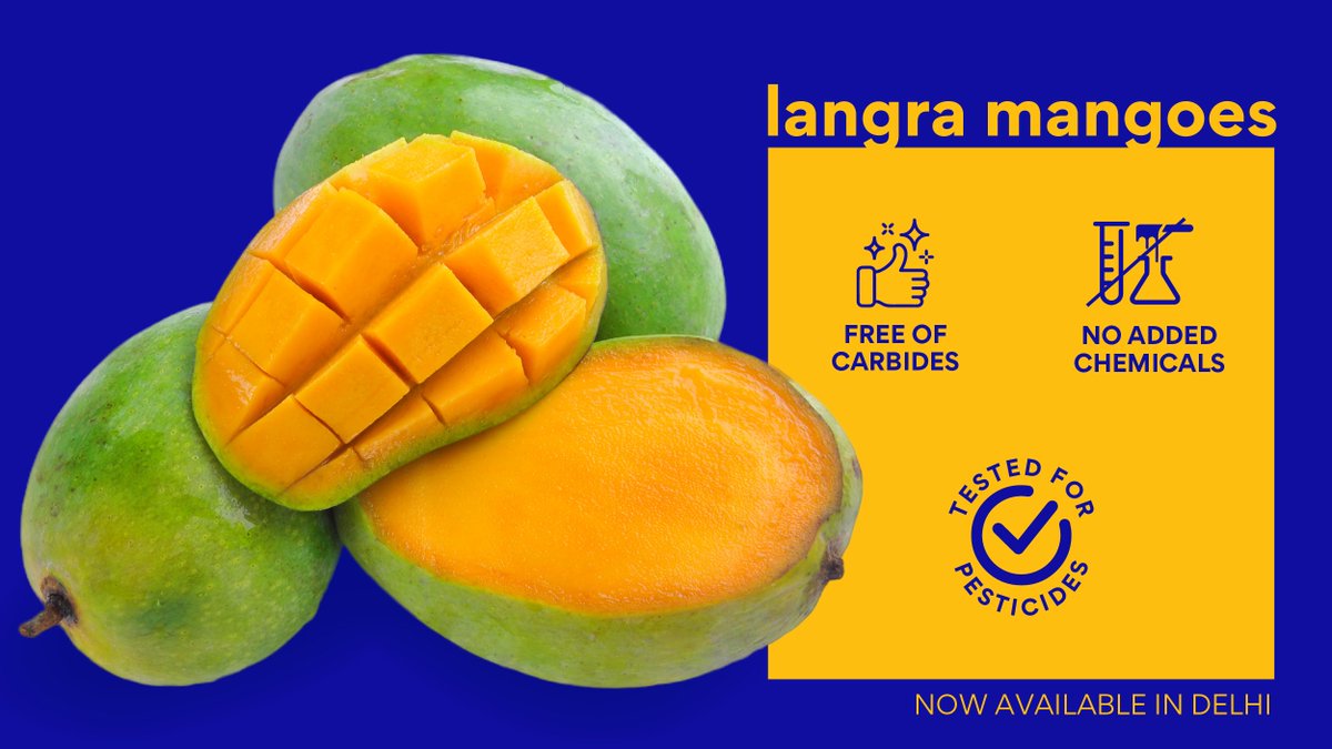thisissuperplum's tweet photo. The mango season continues! Delhi, we’re bringing you the delicious and juicy Langra mangoes, straight from Uttar Pradesh. Visit https://t.co/TMnrdaIv32 to add them to your fruit basket.
.
#superplum #LangraMangoes #DirectFromFarm #MangoSeason #Indiangrown #SafeToEat https://t.co/pPcoW6d2uL