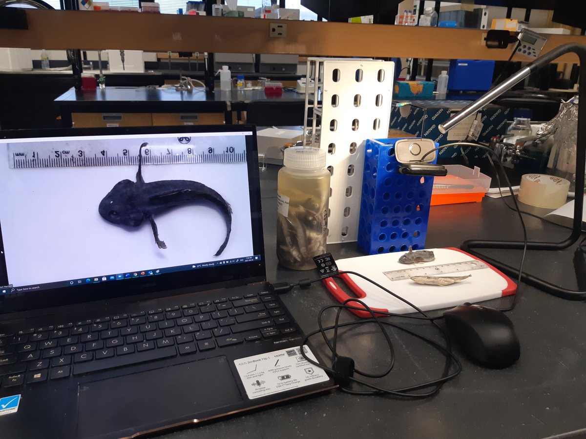 In the lab at 6am this morning to talk about #fish and #science with a year 2 class from the UK, courtesy of #SkypeAScientist! I've had a few matches this year and honestly I've so much fun with them.