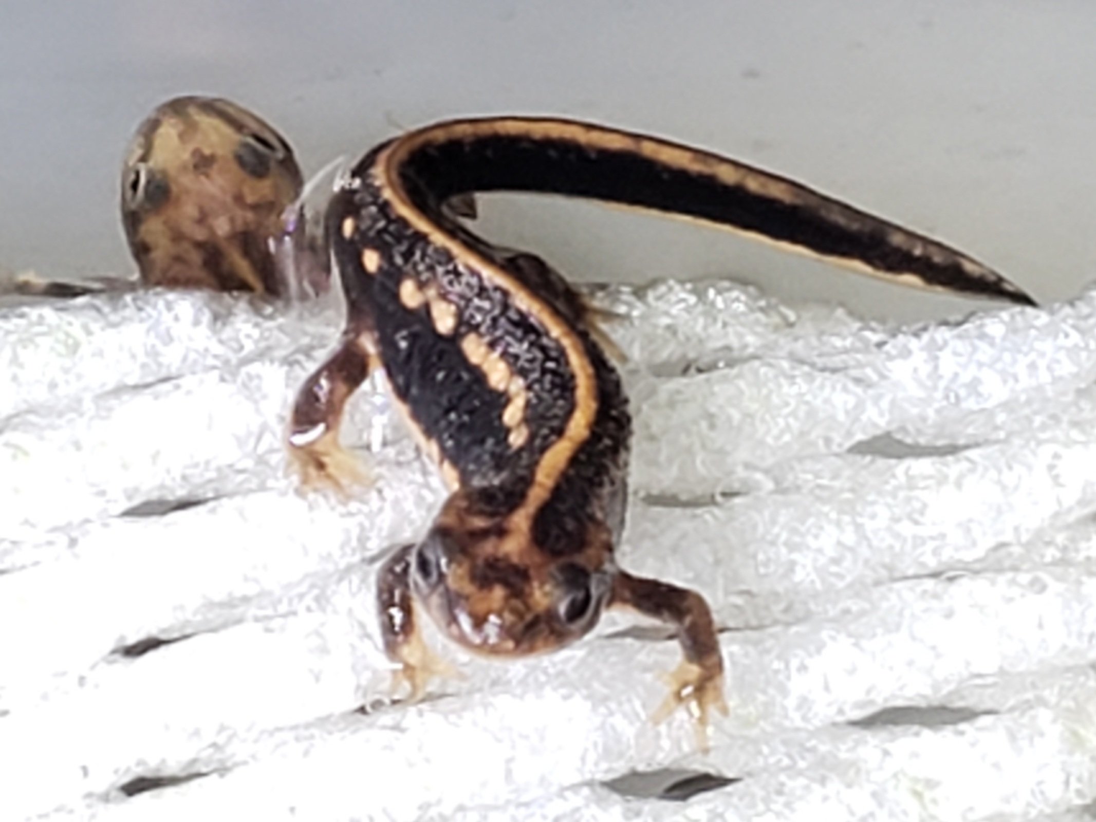 Awin 丹羽 So Many Times Round Trip Between Water And Ashore C E Ensicauda 21cb Sword Tailed Newt Amami 24 June 21 アマミシリケンイモリ Swordtailnewtamami Cynops Ensicauda Ensicauda 奄美尻剣井守 イモリ シリケンイモリ