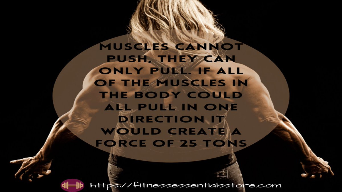 Muscles make up about 40% of total body weight.
#musclefacts #fitnessfact #didyouknowfact #musclepower #musclescience #musclefunction #funfactsoftheday #healthfitnesswellness #healthfactsoftheday #healthyfact #muscleinspiration #muscularsystem #muscularstrength #muscularity #fit