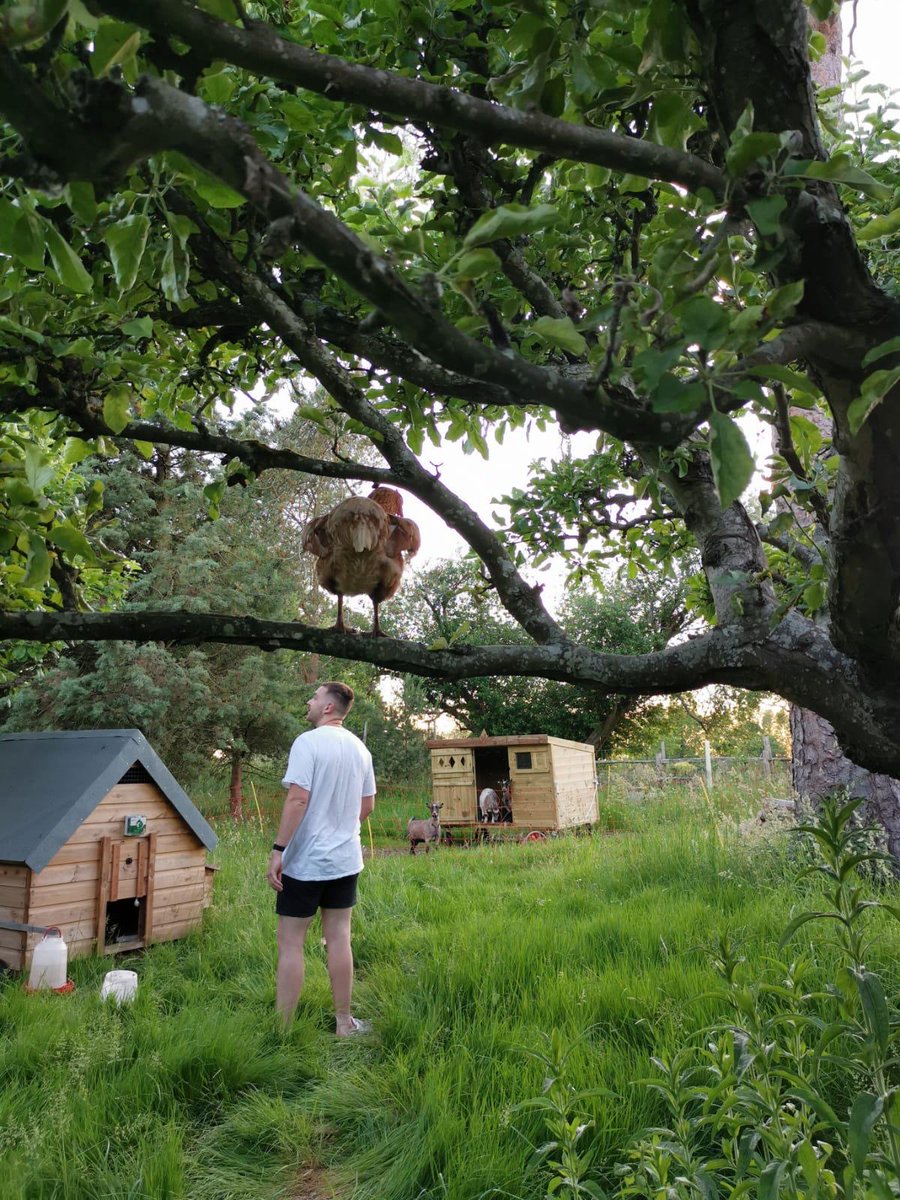disclosure's tweet image. Ricky the chicken in his apple tree🐔 #alwayswatching