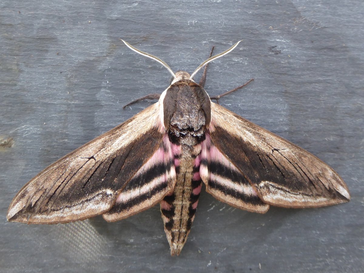 Martin Raper tweet media