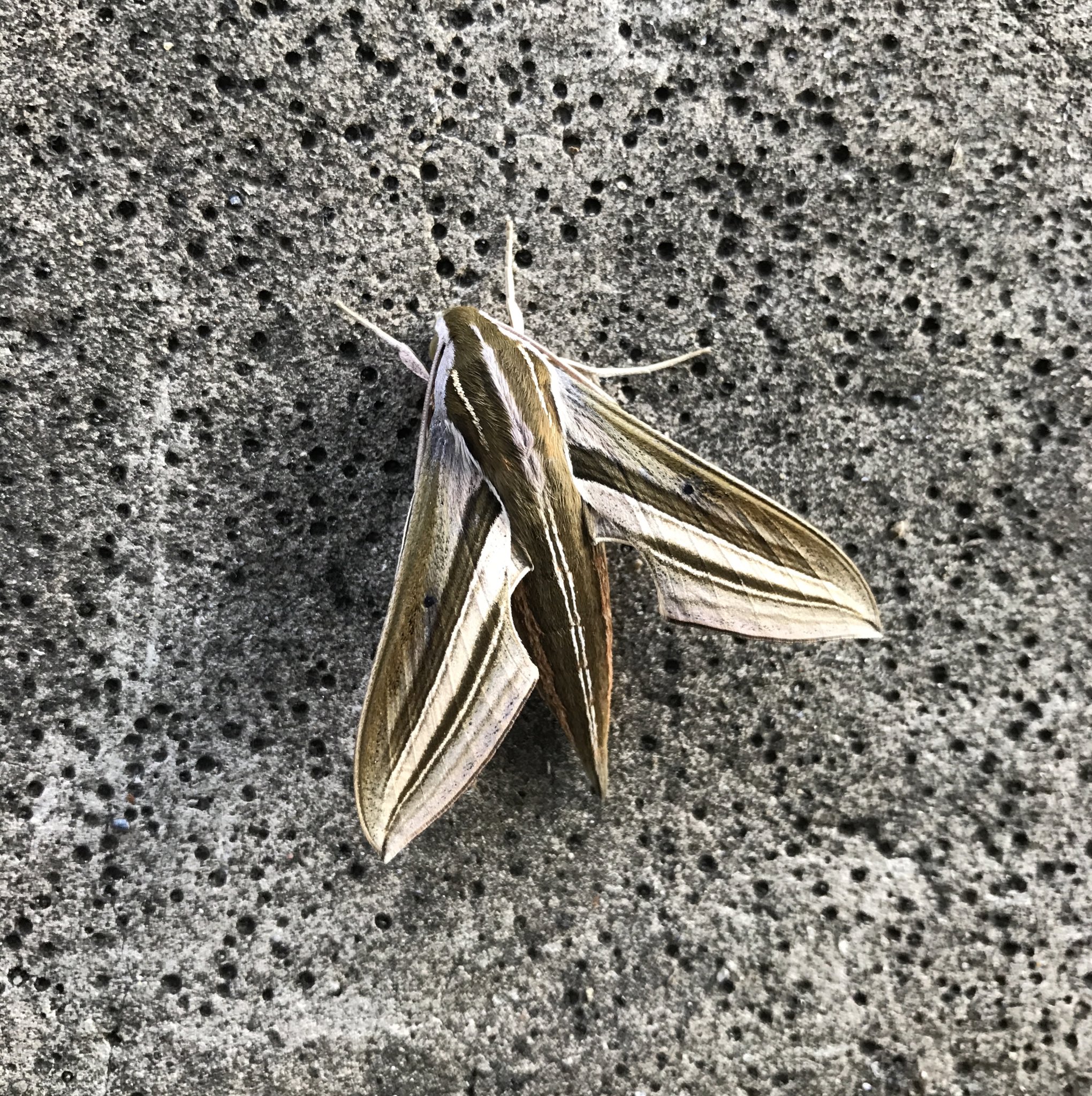 Tame Pa Twitter セスジスズメ 背筋雀 Theretra Oldenlandiae 今年出会えてなかったセスジにようやく会えてホッとした 幼虫も含め全く会えて無かったのに夜散歩でもビカビカの個体が2頭 場所によっては害虫扱いで駆除対象の スズメガだが 僕らの生活の中では会える