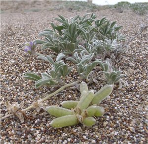 To Save Native Species, Dunes Must Be Allowed To Move #WorldSandDuneDay  bit.ly/1HNJmK2