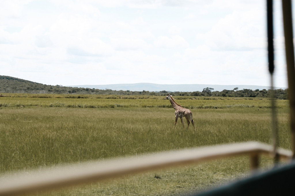 Rwanda may be the smallest country in East Africa, but it's home to several diverse ecosystems, including the the savanna of the <a href="/akagerapark/">Akagera National Park</a>, where you will find an impressive array of wildlife! 
⁠
Enjoy the scenery captured by @rachelmariegoode⁠
⁠
#indegoafrica #madeinrwanda