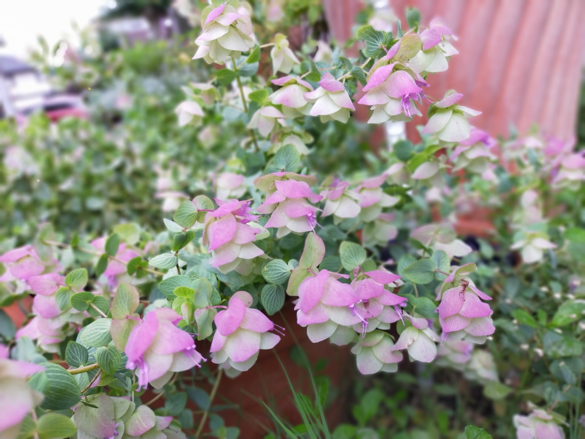 カレドニアンガーデン オレガノ ケントビューティー 花オレガノ とブッドレア ピンクの部分 ホップに似た花はガクで ガクの合間から目立ちはしませんがピンクの小花が咲くんですよ ブッドレアは甘く香り チョウが多く集まるため 英名では バタフライ