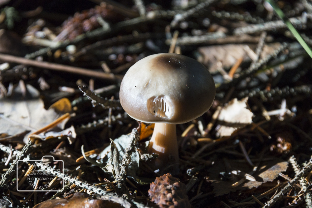 ABGreavesphoto's tweet photo. Fungi Face
#fungi #mushroom #toadstool #nature #splendid_earth #naturephotography #iseefaces #FaceThursday #ThursdayFace #Face #Nikon #pareidolia #facesinthings #facesinplaces #Nikon #whatdoyoumeanyoudontseeit #pareidolie #iseefaceseverywhere #pareidoliapic https://t.co/FnjwTIP04p