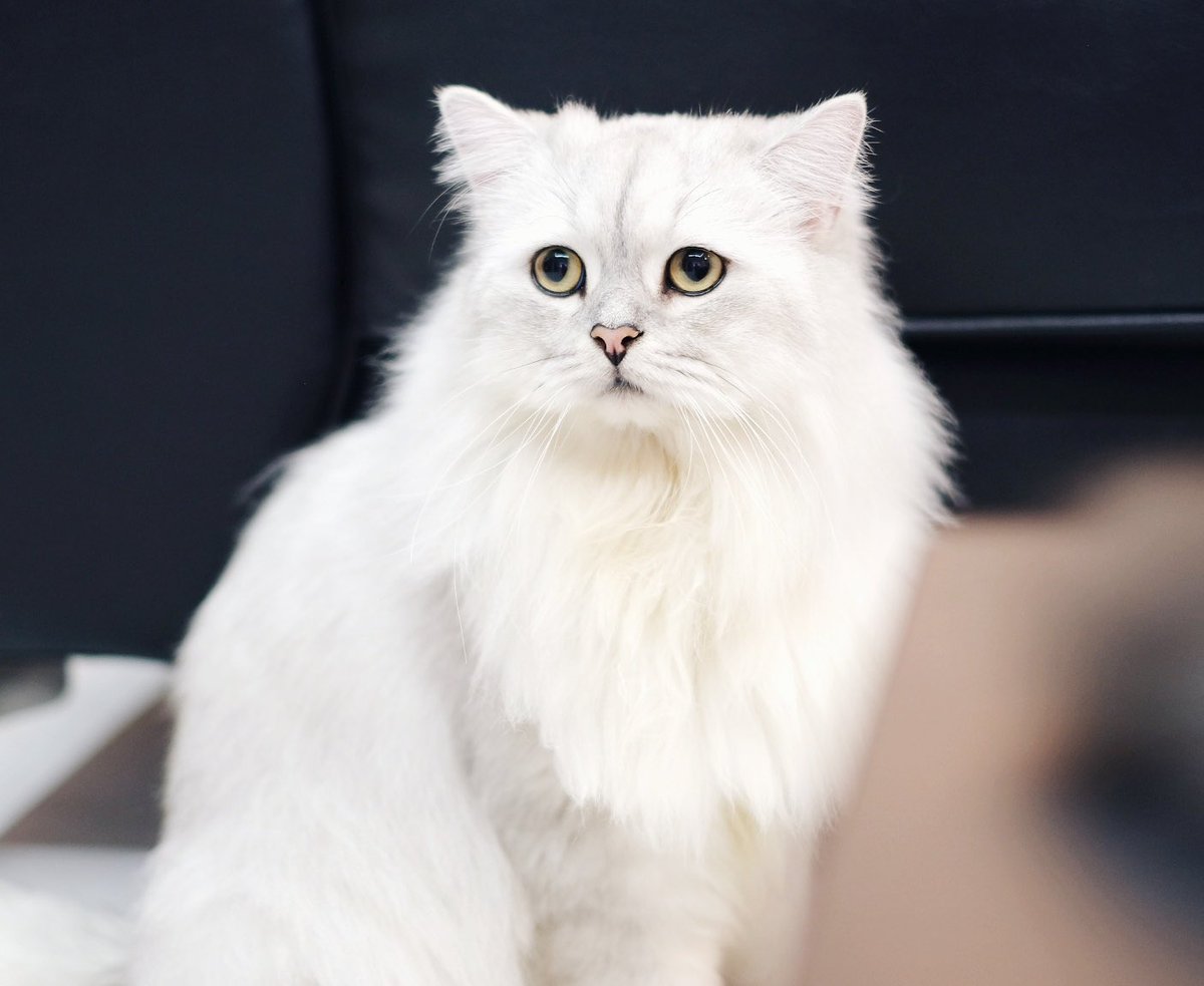 โบนัสเป็นแม่แมว tweet media