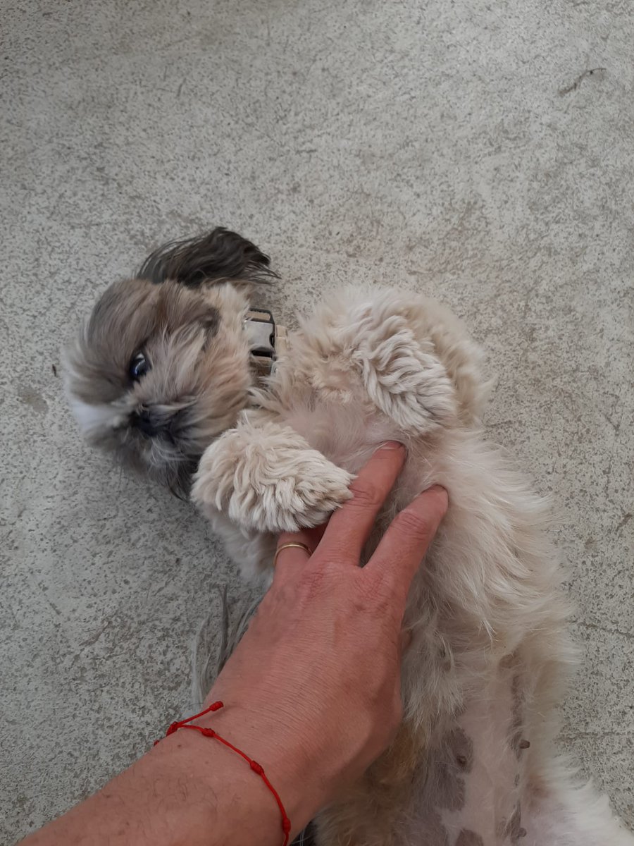 Simpàtic i preciós 🐶gos trobat a la zona de Pl. Adarrò #Vng
És de la raça Shih Tzu, femella, jove i de petit tamany.
No té xip i hem avisat al <a href="/caadpenedes/">CAAD Penedès</a> 
Fes RT a veure si trobem al seu propietari
#1000Gràcies #lovepet #loveanimals 💙