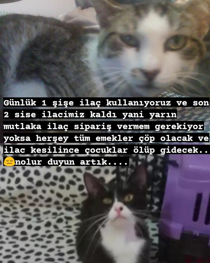 arzugencaslan's tweet photo. Desteklerinize çok ihtiyacımız var şuan tedavimiz sonlanma tehlikesiyle karşı karşıya lütfen destek olun en azindan paylaşın belki sesimizi duyan olur.
Tomi için son 18gun.. Teko da yolu yariladi sayilir lütfen yarım kalmasin😔🙏
İban için dm lutfen🙏🙏 https://t.co/SYWhKVI6ET