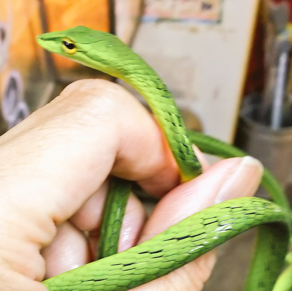 爬虫類 両生類専門店レプティリカス Auf Twitter 珍種も来ています エダムチヘビの稀種であるオオメムチヘビ インドネシア産 一匹売約済み 今回は綺麗な個体が入荷しています オオアオムチヘビ インドネシア産 Wc 売約済み オオメムチヘビは個人的に実物を