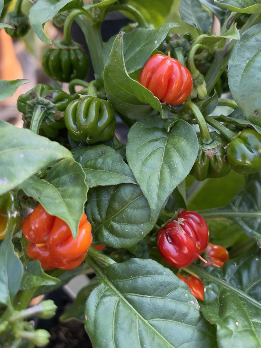 ChillieQueen's tweet photo. Lots of ripening going on now 🌶 #chilli #chilligrower #gardening #growyourownfood https://t.co/f4aUX65d2E