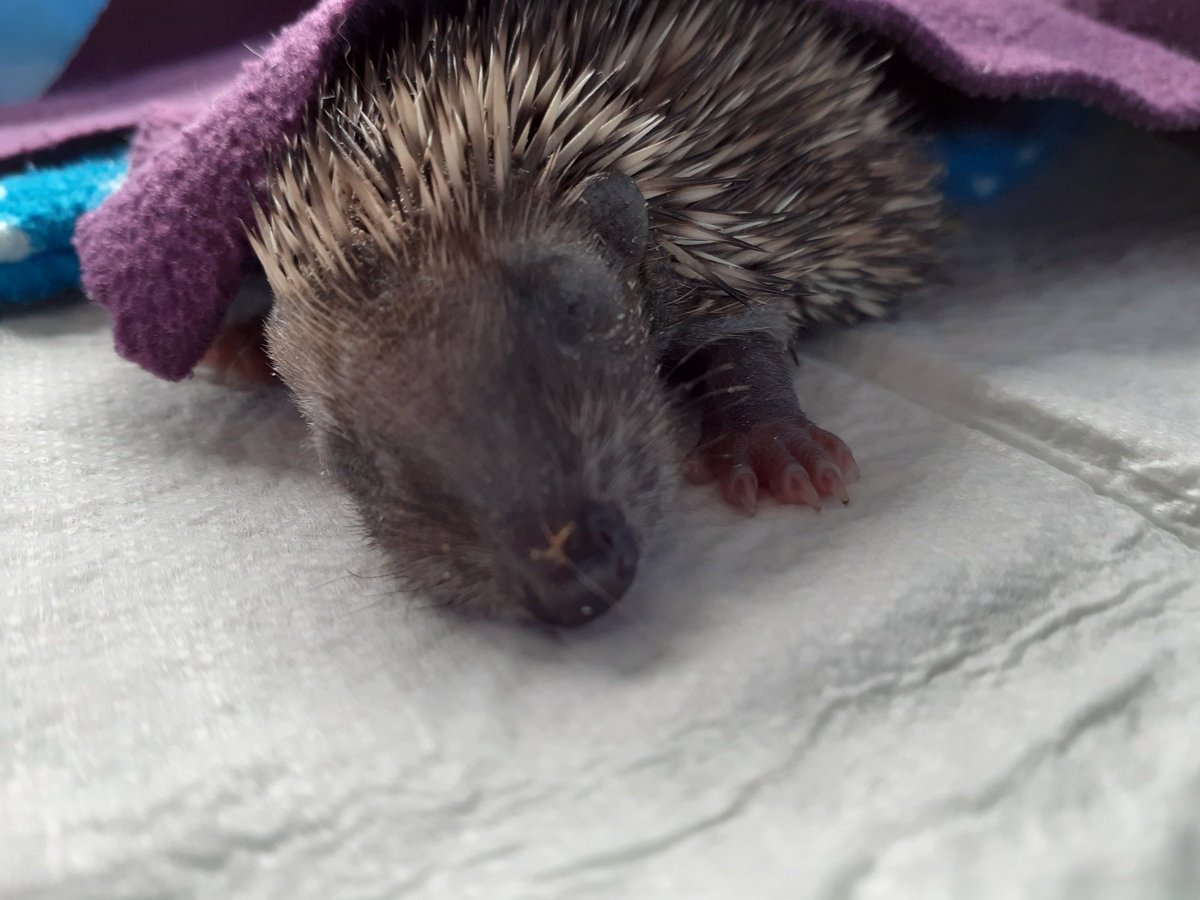 AndHoglets's tweet image. Siouxie hoglet