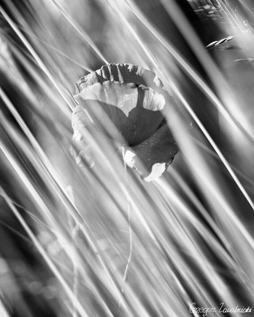 Poppy - fun with motion blur ;)
#poppy #nature #naturephotography #tv_flowers #raw_flowers #depthobsessed #blackandwhite #blackandwhitephotography #bnwpoland #bokeh #nature_brilliance #flower_perfection #9vaga_flowersart9 #nature_perfection #bns_flowers … instagr.am/p/CQgz4plItrf/