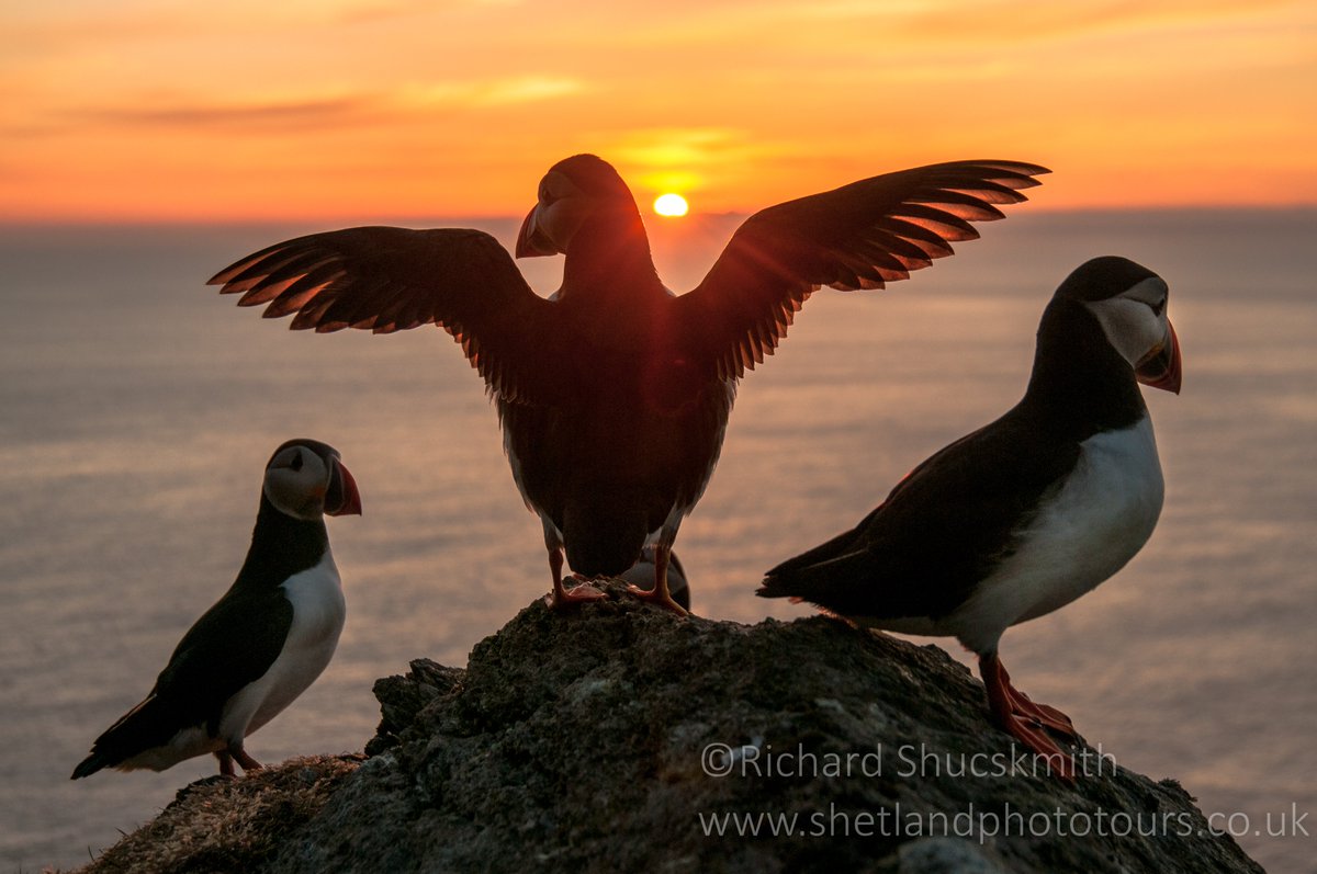 Sunset puffins Hermaness, Shetland.