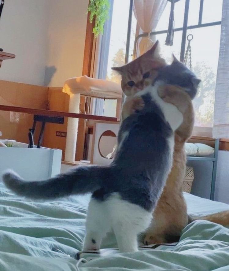 yapayaracIar's tweet photo. you are my meow meow. https://t.co/ZcTl7LLgEv