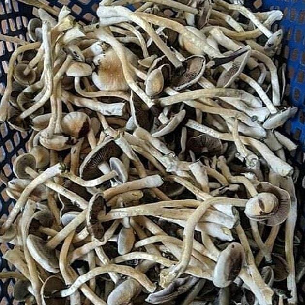 4Growe's tweet image. 