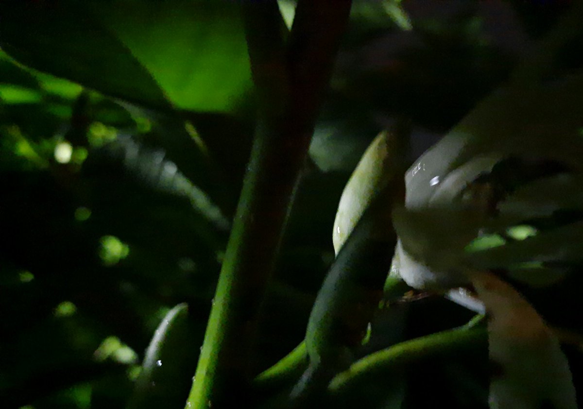 AgnimitraTalap1's tweet image. Nocturne-