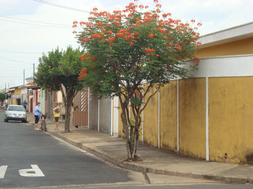 RioClaroGrupo's tweet photo. Árvores de Rio Claro, da apresentação (História da Arborização Urbana de Rio Claro)
Flamboyantzinho
#rioclarosp #rioclarogrupo #rioclaro #rio_claro #bomdia #árvores #frases #natureza #CidadeAzul https://t.co/ktn9mDQgue